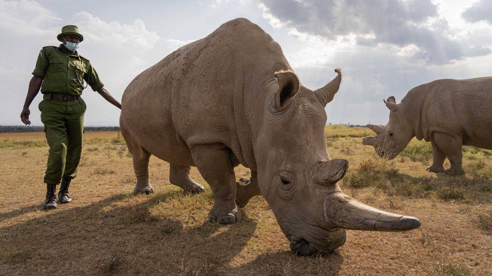 Ein Ranger begleitet Fatu und Najin beim Grasen im Ol Pejeta-Reservat