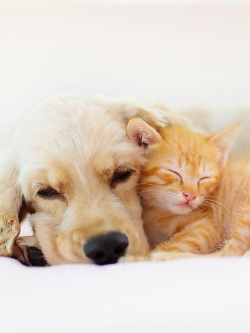 Ein Hund und eine Katze liegen aneinander gekuschelt auf einem hellem Untergrund.