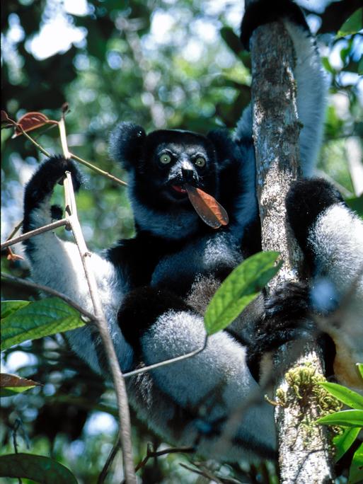 Ein Indri sitzt im Baum und isst Blätter.