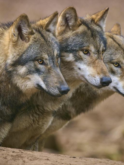 Drei Wölfe blicken aufmerksam in dieselbe Richtung im Wald