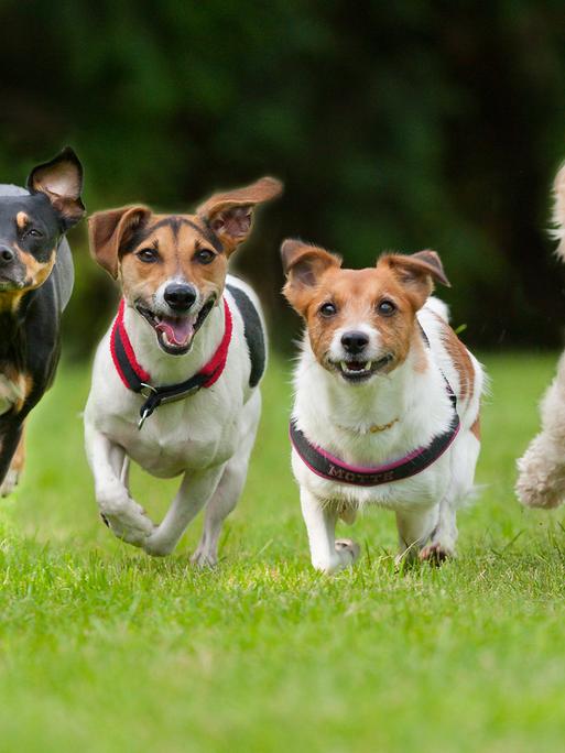 Vier Hunde laufen auf einer Rasenfläche auf die Kamera zu.