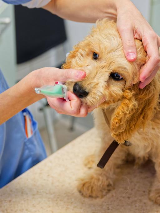 In guten Händen. Der Cockapoo Welpe wird beim Tierarzt in seiner Praxis allgemein untersucht und erhält danach seine notwendigen Impfungen.