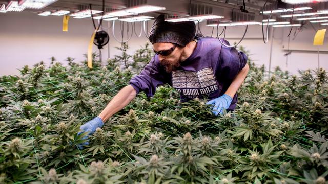 Christian Pottinger, Vereinsmitglied im Cannabis Social Club (CSC) Ganderkesee, begutachtet mit einer UV-Schutzbrille die Pflanzen auf der Cannabisplantage des Vereins.