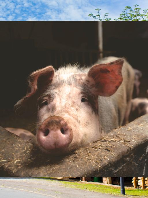 Bild in Bild: Vorn ein Schwein in einem Stall. Hintergrund: Bauernhäuser.