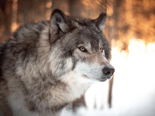 Großaufnahme eines Wolfes, der aufmerksam blickt