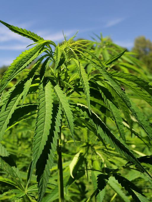 Blick auf eine Hanfplantage in Bayern. Gezeigt werden Hanfpflanzen in Großaufnahme.  